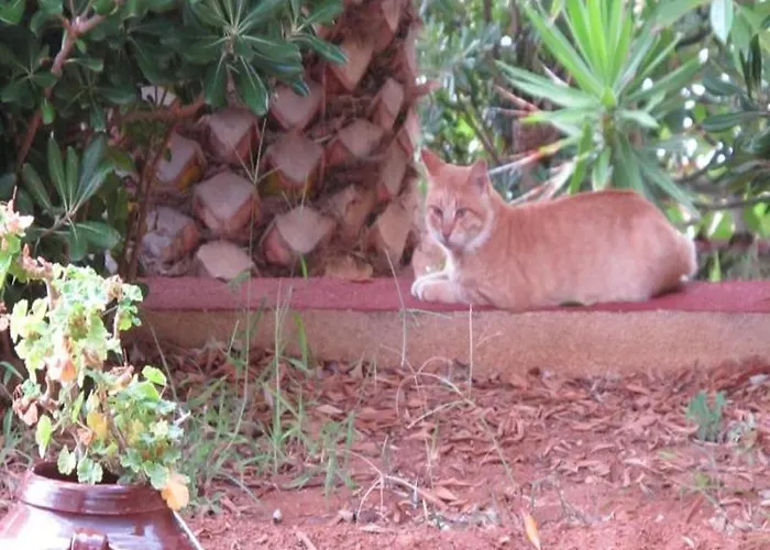 Hotel de apartamente Alpha 2*